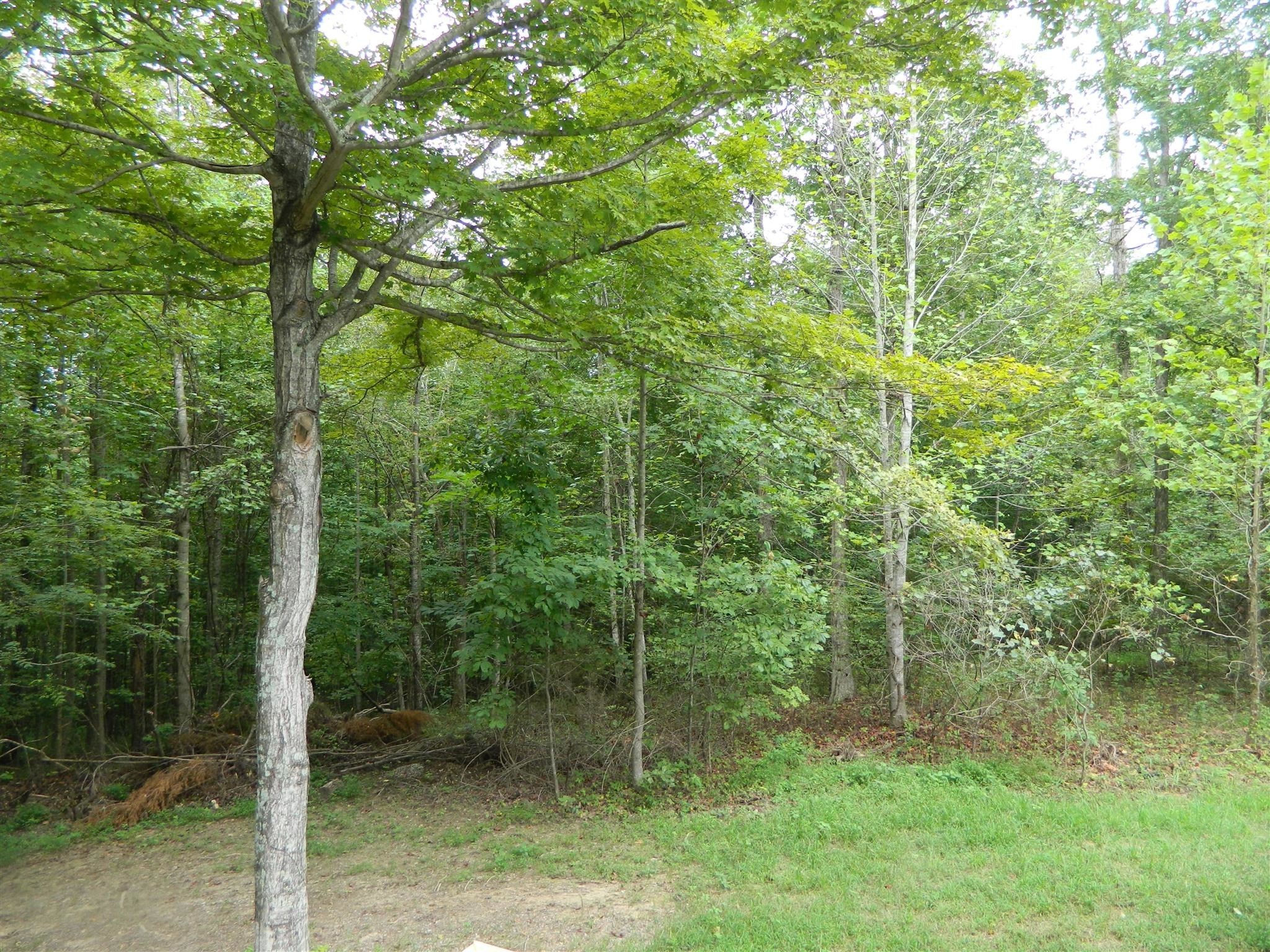 8006 Ridgewood Road Goodlettsville, TN 37072 - Photo 6 of 19 a view of a forest