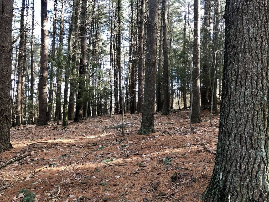 500 Cooper Road Northbridge, MA 01534 - Photo 4 of 6 a backyard of a house with lots of trees