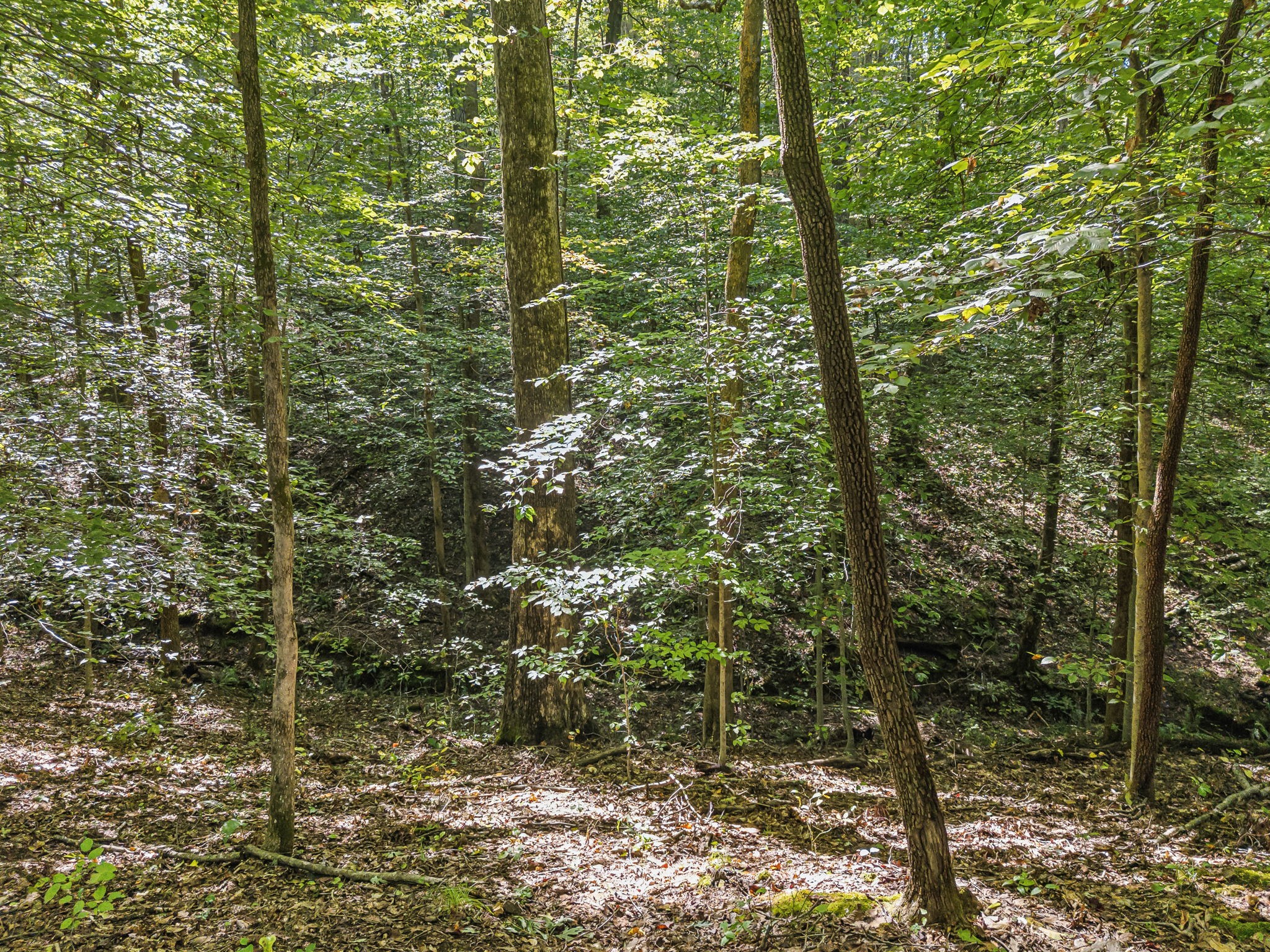 5531 Hargrove Road Franklin, TN 37064 - Photo 64 of 70