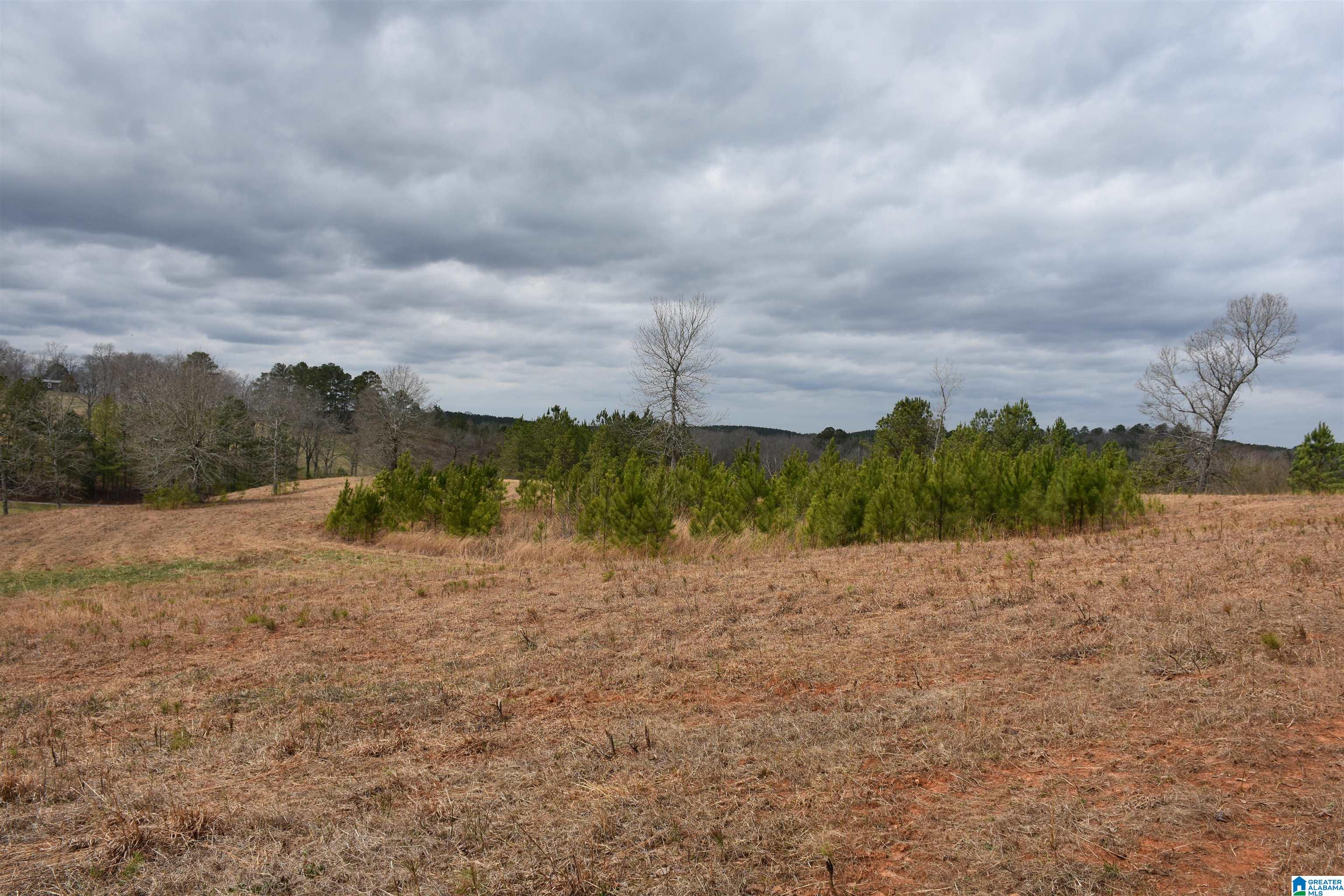 0 Grist Mill Road Alpine, AL 35014 - Photo 6 of 10