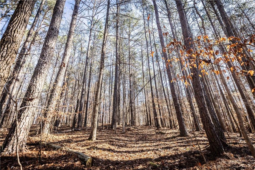 1001 Overlook Terrace Ball Ground, GA 30107 - Photo 18 of 20