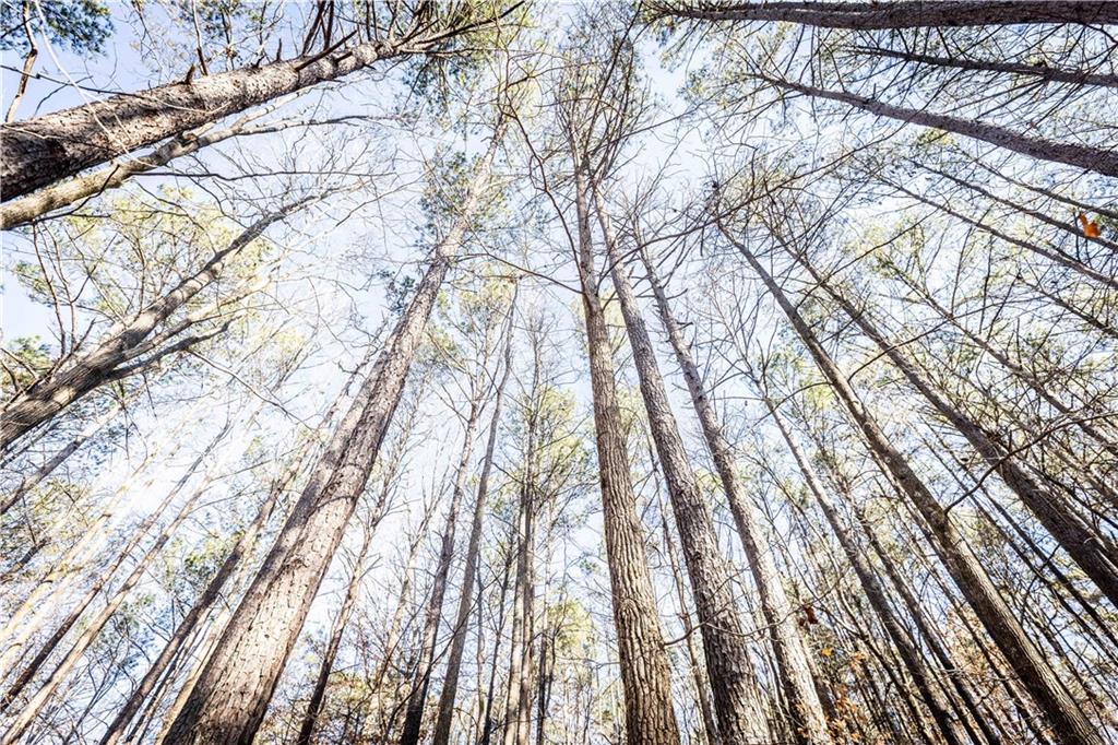 1001 Overlook Terrace Ball Ground, GA 30107 - Photo 19 of 20