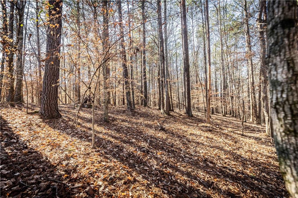 1001 Overlook Terrace Ball Ground, GA 30107 - Photo 4 of 20