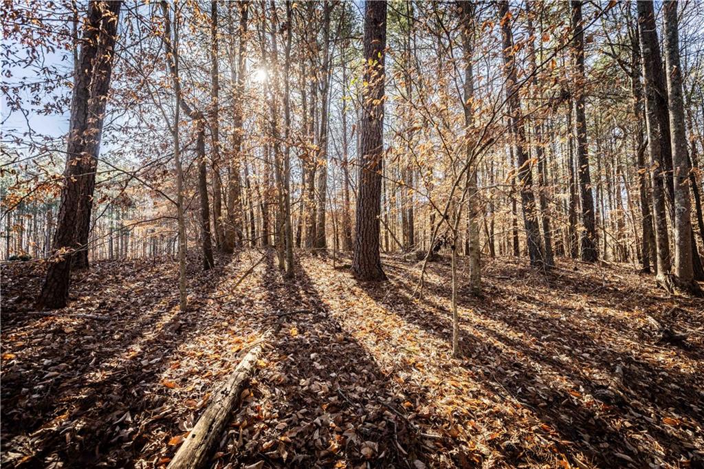 1001 Overlook Terrace Ball Ground, GA 30107 - Photo 5 of 20