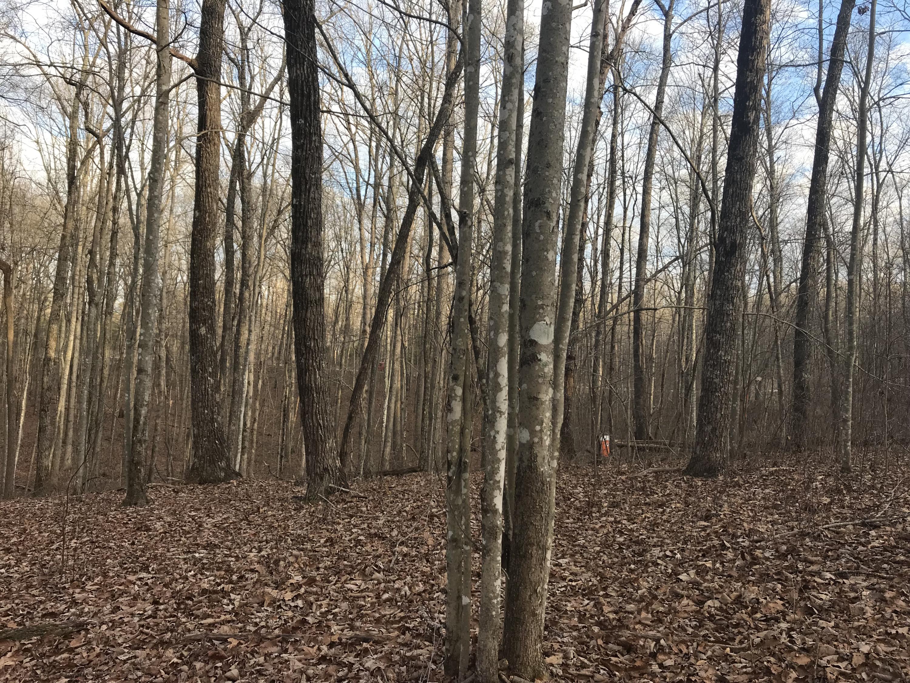 2.74-acres Valley View Road Crossville, TN 38572 - Photo 11 of 18 Valley View Rd