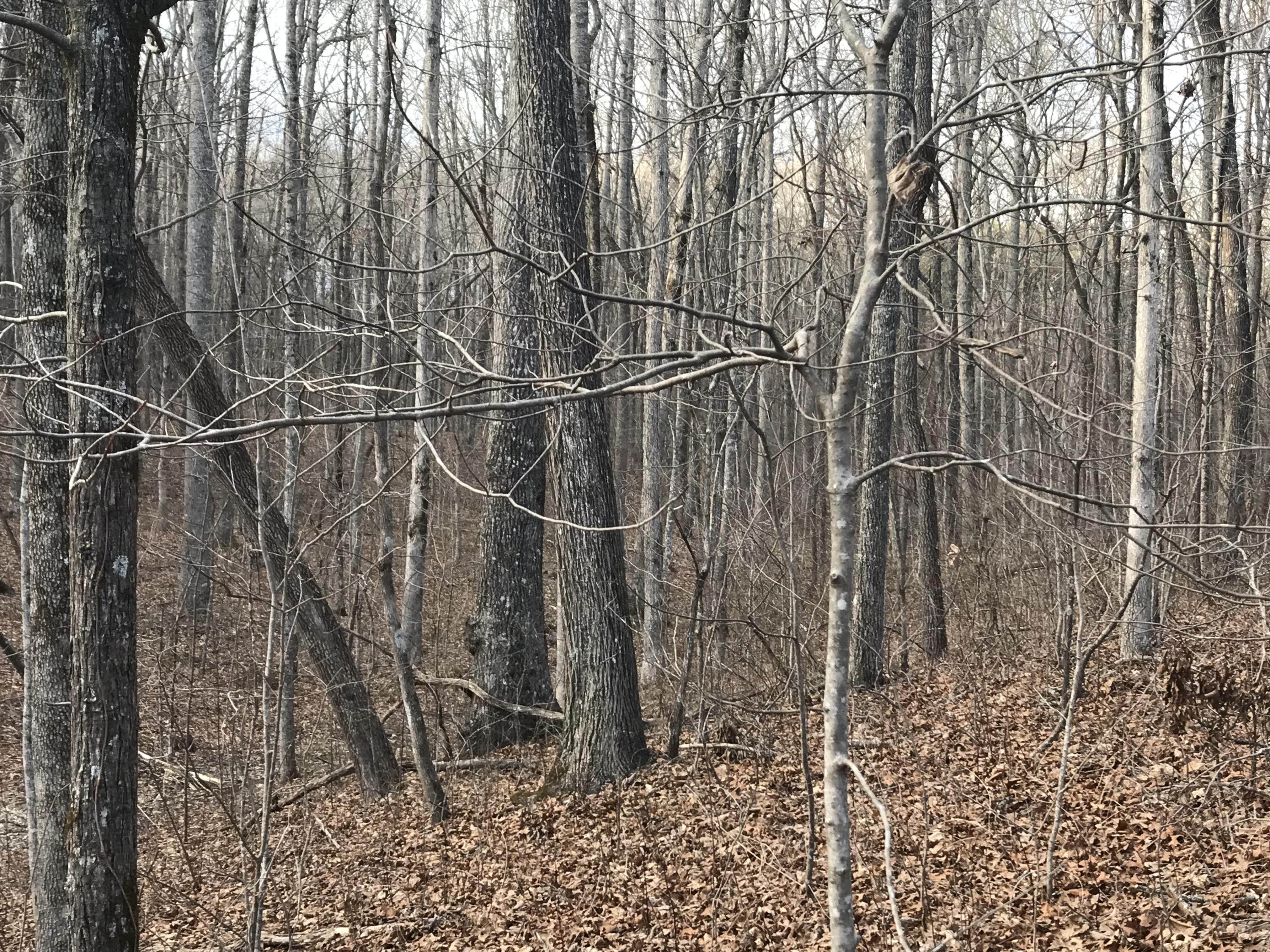 2.74-acres Valley View Road Crossville, TN 38572 - Photo 13 of 18 Valley View Rd