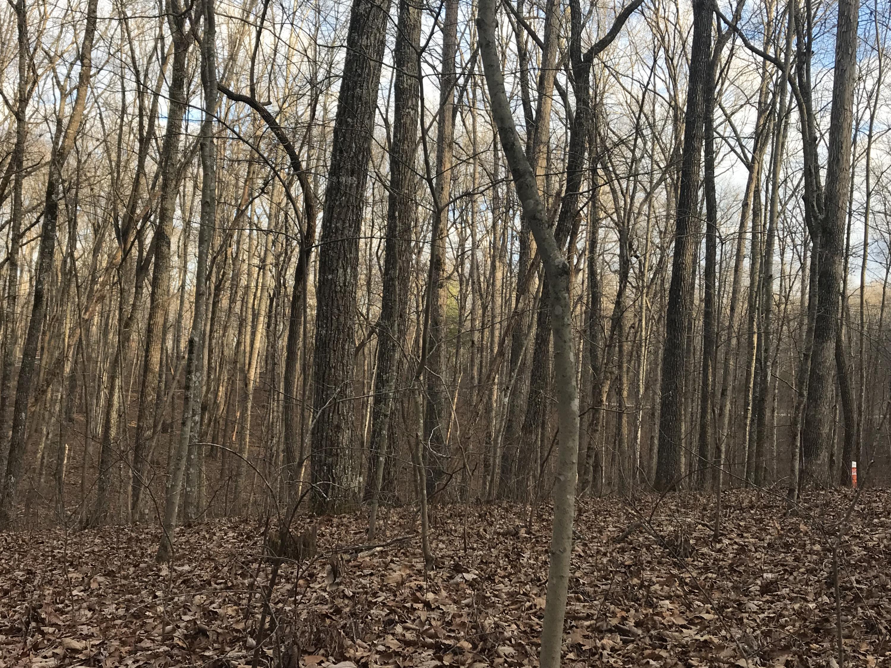 2.74-acres Valley View Road Crossville, TN 38572 - Photo 14 of 18 Valley View Rd.