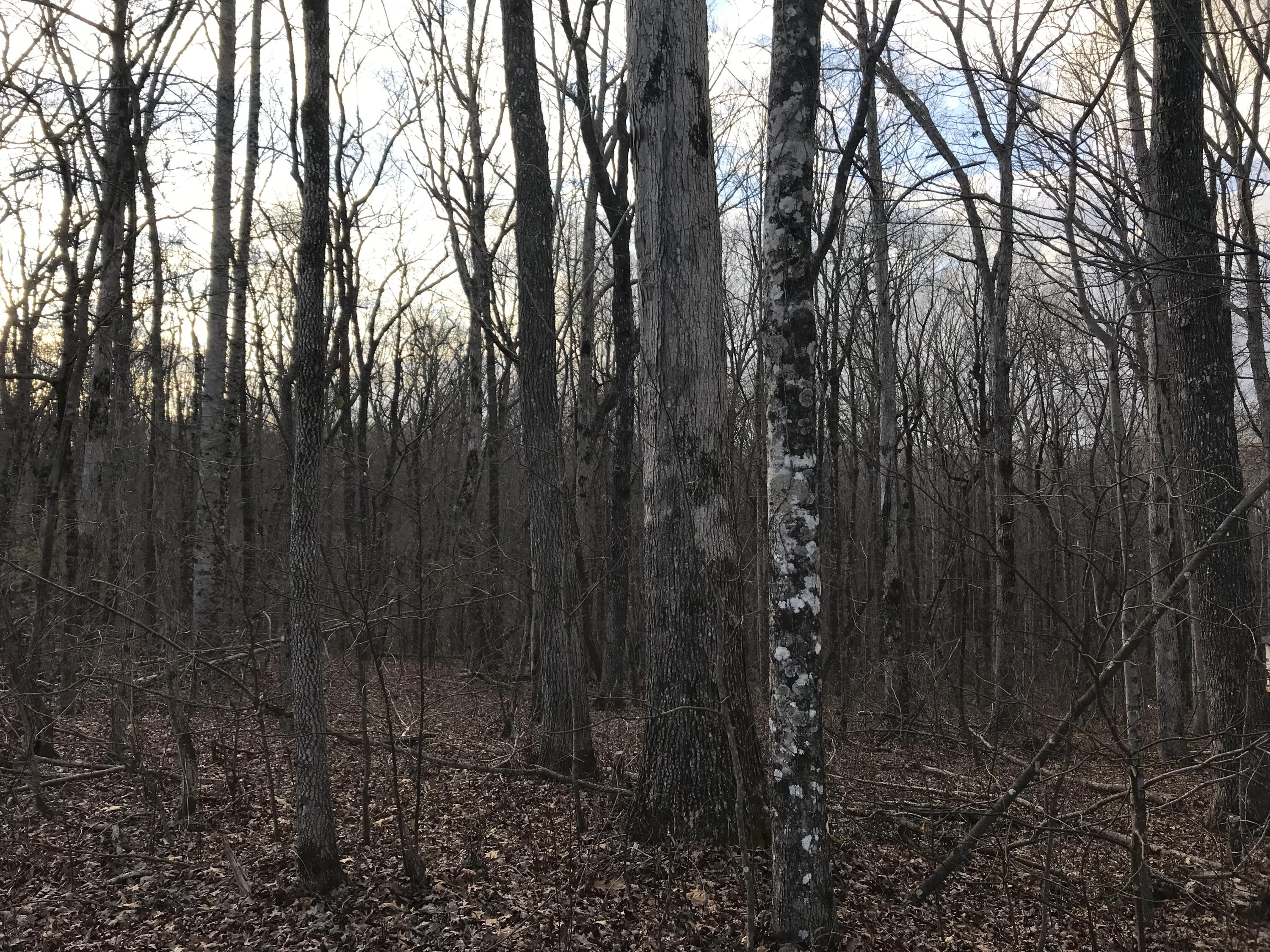 2.74-acres Valley View Road Crossville, TN 38572 - Photo 15 of 18 Valley View Rd