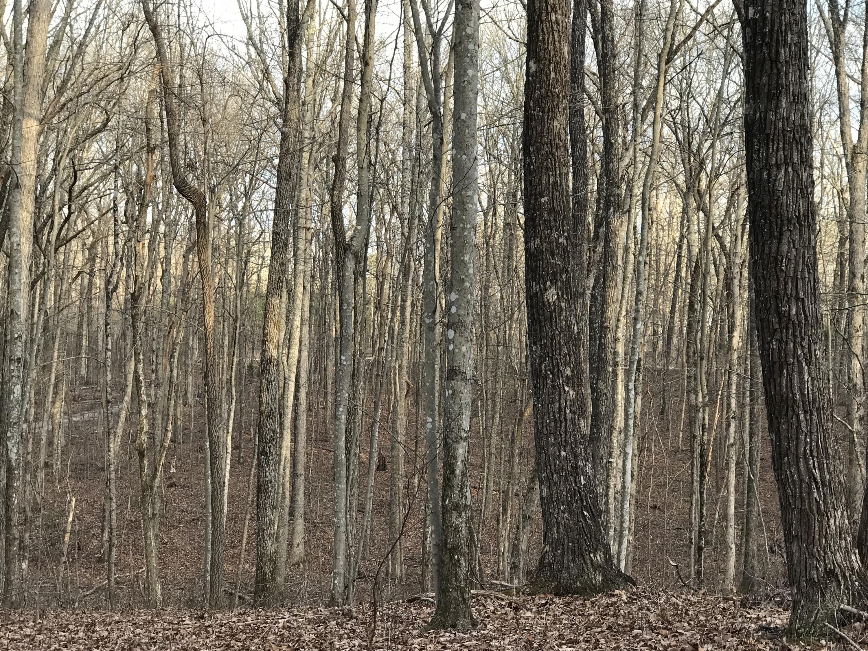 2.74-acres Valley View Road Crossville, TN 38572 - Photo 8 of 18 Valley View Rd