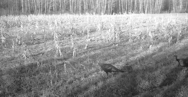 $70,000 | 11680 County 59 Road, Orr, MN 55771