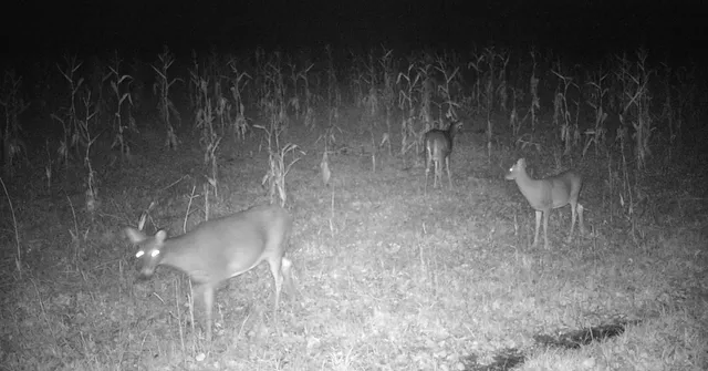 $70,000 | 11680 County 59 Road, Orr, MN 55771