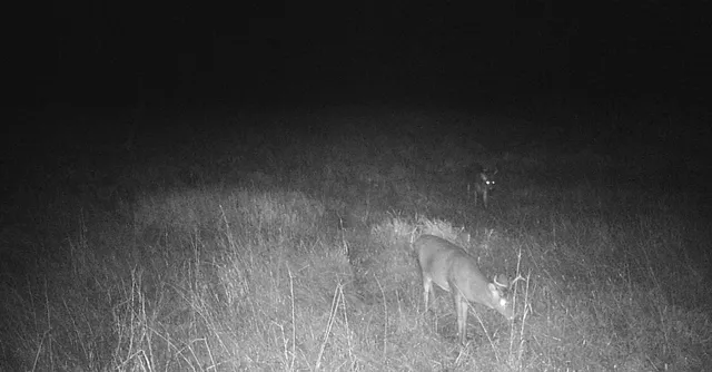 $70,000 | 11680 County 59 Road, Orr, MN 55771