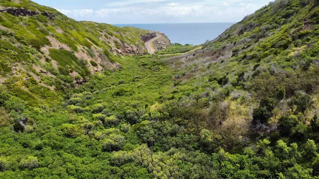 a view of a large trees with plants