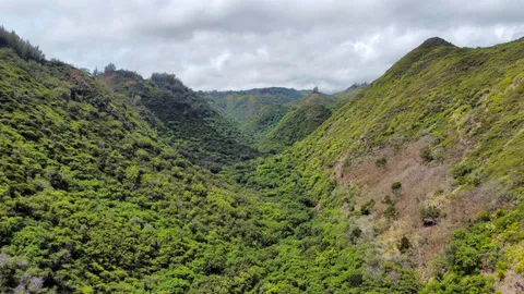 a view of a bunch of trees