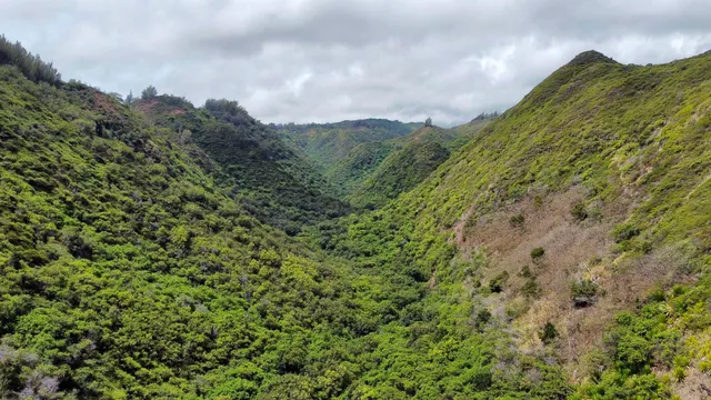 a view of a bunch of trees