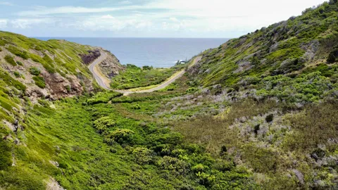 a view of a yard with a plant