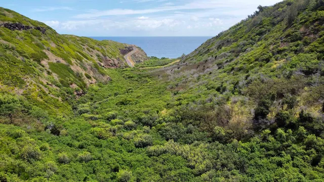 a view of a green field with lots of bushes