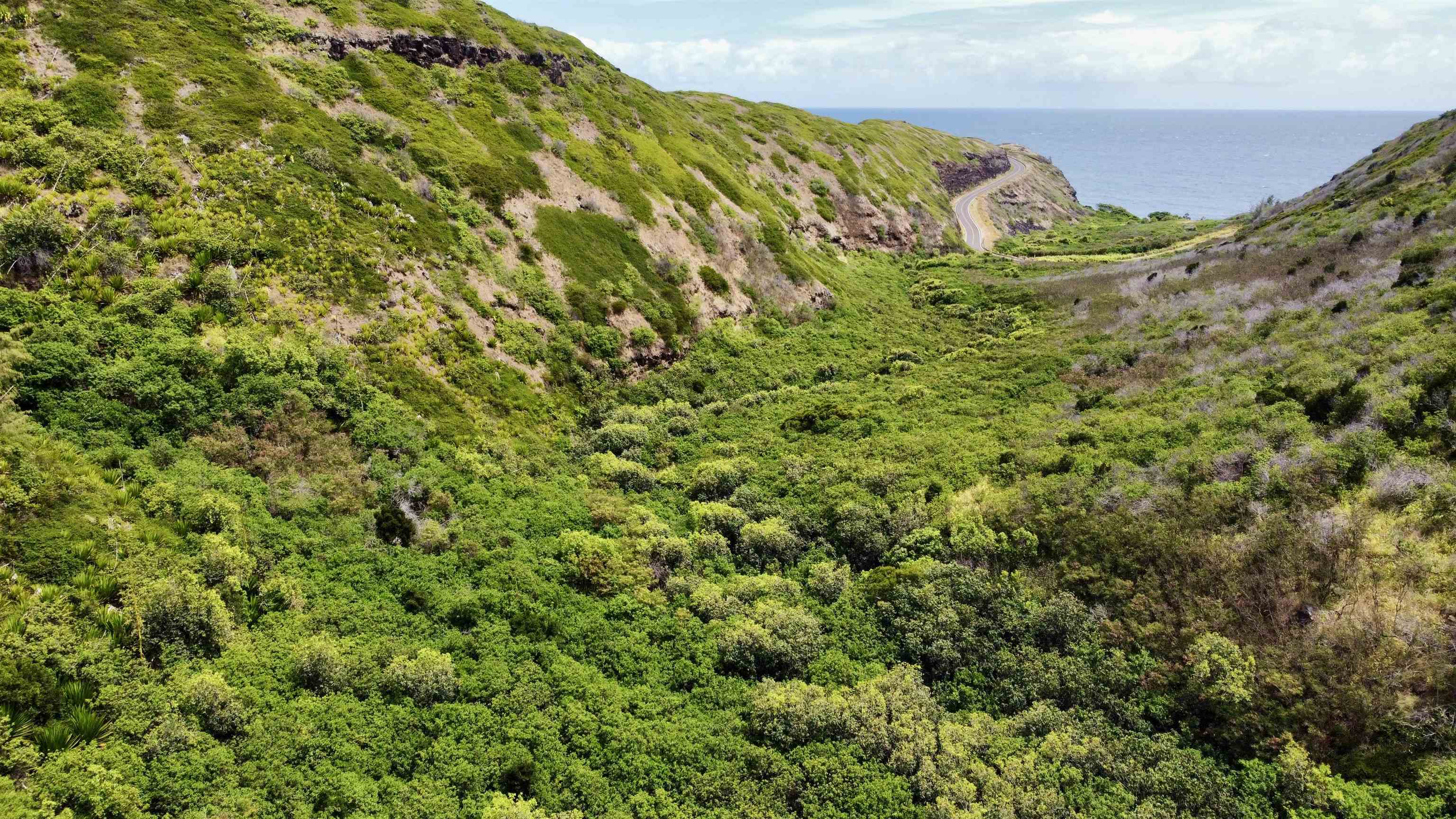0 Kahakuloa Road Wailuku, HI 96793 - Photo 7 of 7 a view of a green field with lots of bushes