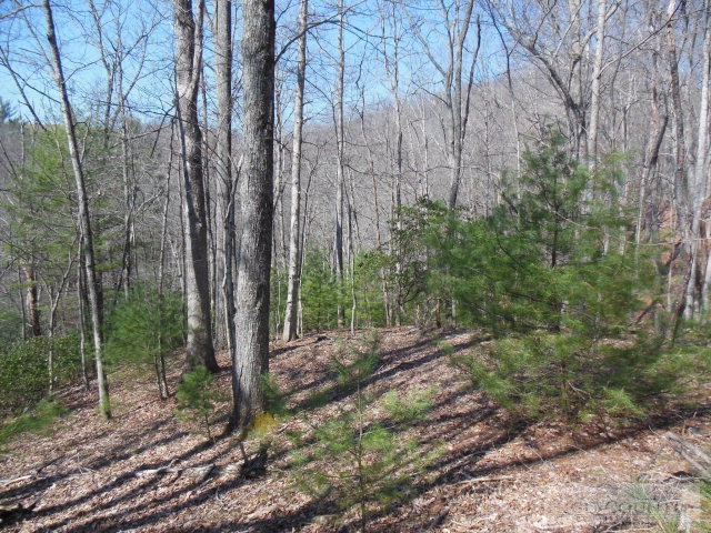 Lot 15 Riverside Drive Sparta, NC 28675 - Photo 3 of 5 a view of a forest filled with trees