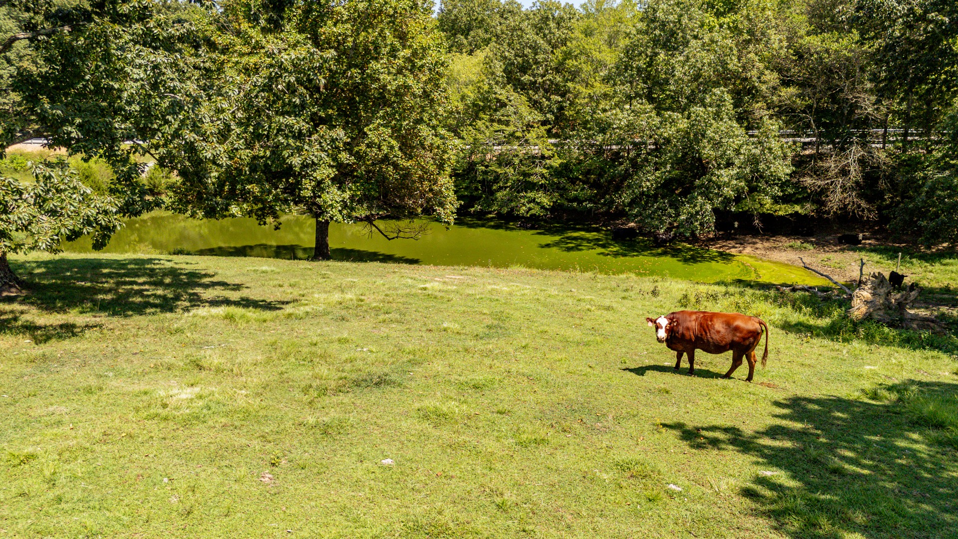 1321 Natural Bridge Road Waynesboro, TN 38485 - Photo 81 of 95 Gallery Image 81