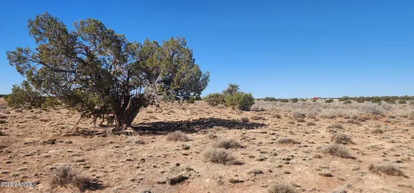 a view of a dry yard with trees in the background