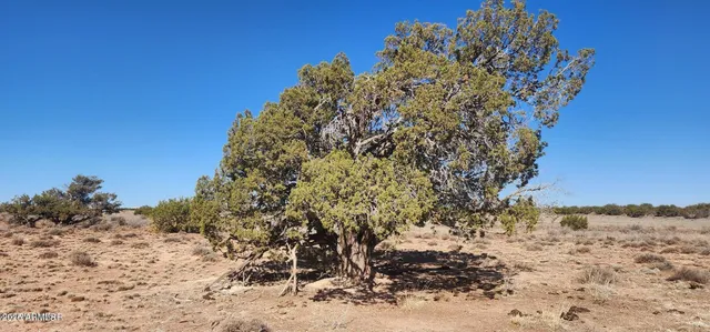 a view of a yard with a tree
