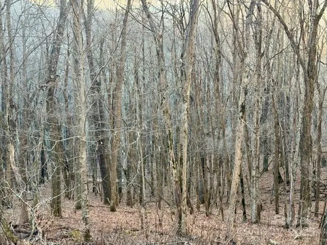 a view of room with trees