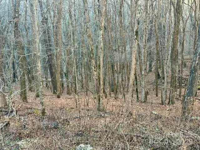 a close up of a plant in a forest
