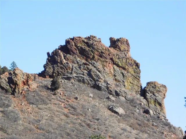 a view of a large tree with plants in front of it
