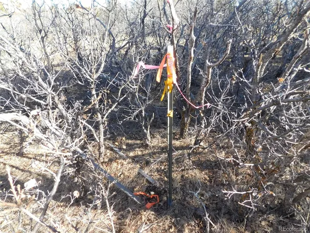 a outdoor space with lots of trees