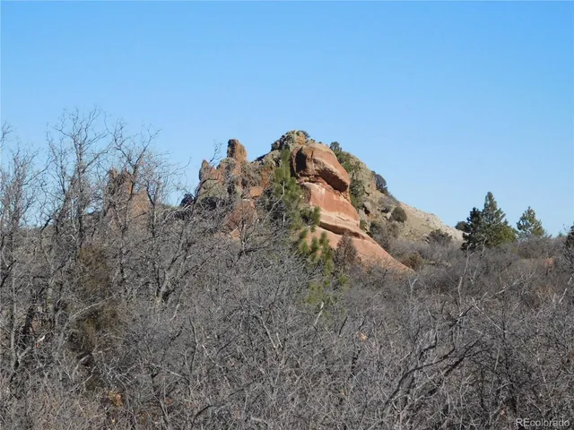 a view of a dry yard with lots of trees
