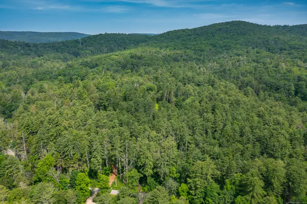 a view of a lush green forest with a mountain