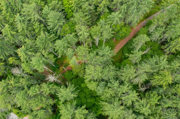 a view of a lush green forest