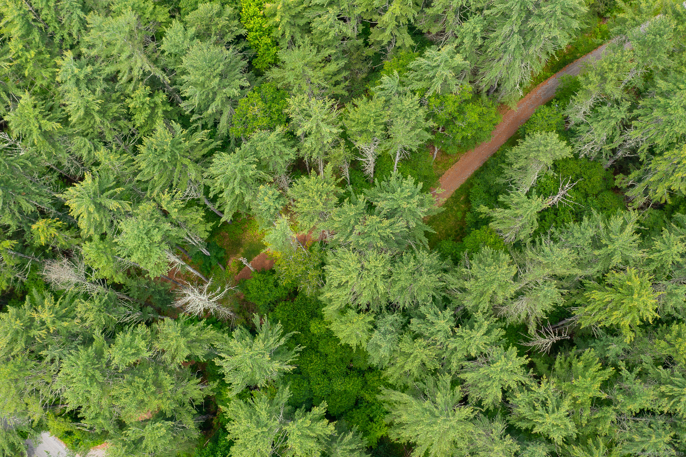 50 Popple Swamp Road Cornwall, CT 06754 - Photo 3 of 19 a view of a lush green forest
