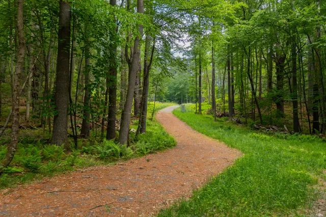 a view of a park with large trees