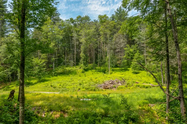 a view of outdoor space and trees