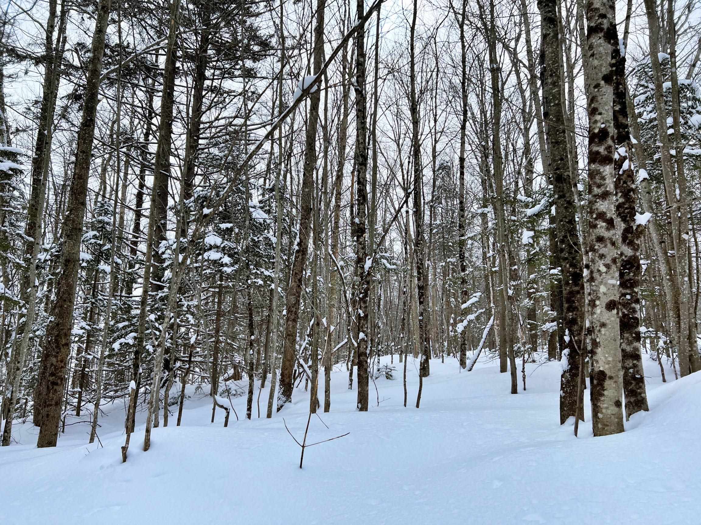 Off Ball Ground Road Westfield, VT 05874 - Photo 6 of 28