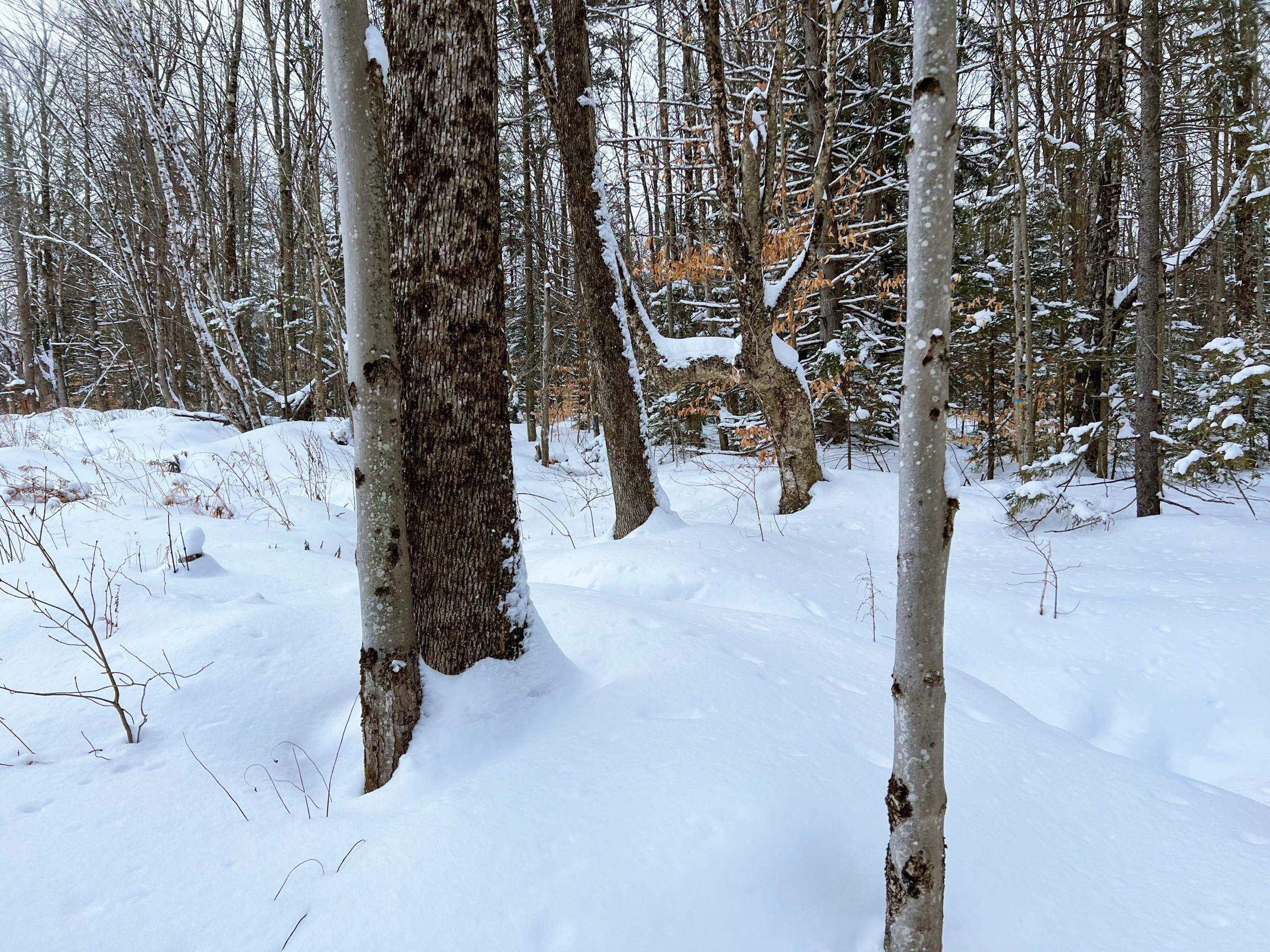 Off Ball Ground Road Westfield, VT 05874 - Photo 8 of 28