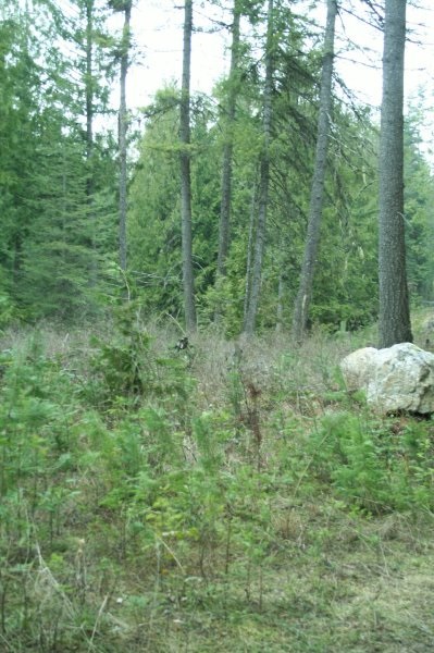 Lot 3 Fertile Valley Road Newport, WA 99156 - Photo 3 of 17