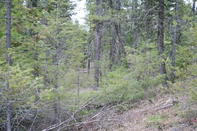 Lot 3 Fertile Valley Road Newport, WA 99156 - Photo 10 of 17