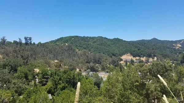 a view of a large tree with a mountain in the background