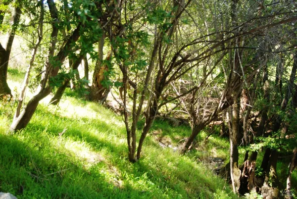 a backyard of a house with lots of trees