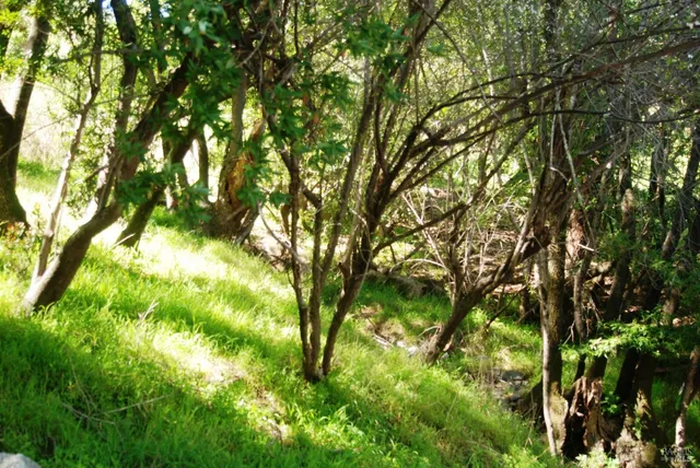 a backyard of a house with lots of trees