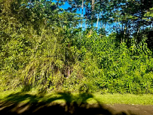 a view of a yard with plants and trees