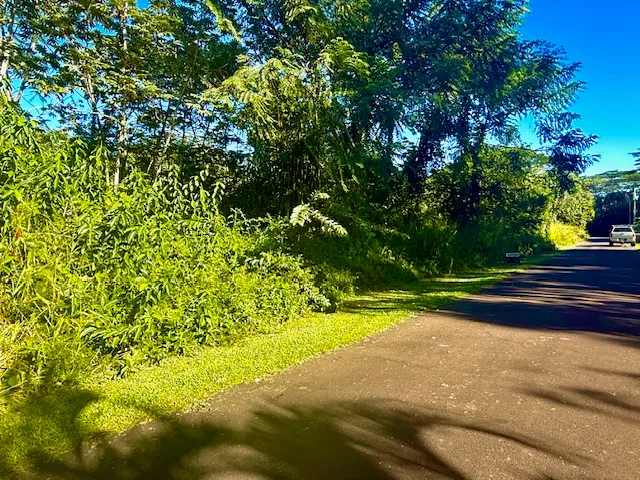 a view of flowers in a garden