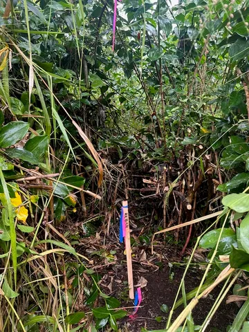 $22,750 | 1503 South Lot 1503 Oio Street, Pahoa, HI 96778