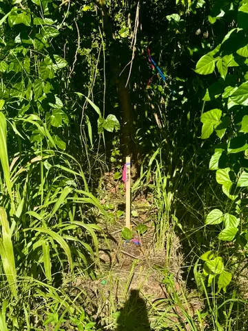 a view of flowers in bunch