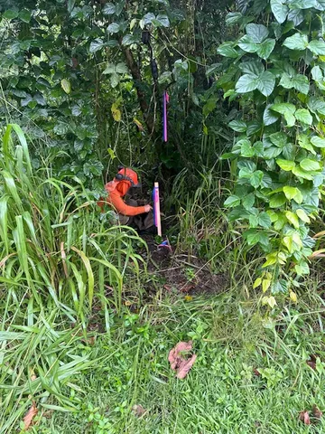 a view of a yard with plants and trees