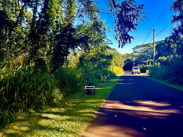 a view of a yard with plants