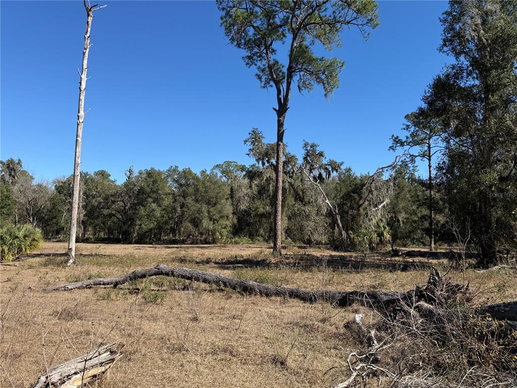 18630 Bradshaw Road Dade City, FL 33523 - Photo 26 of 43 a view of outdoor space with trees